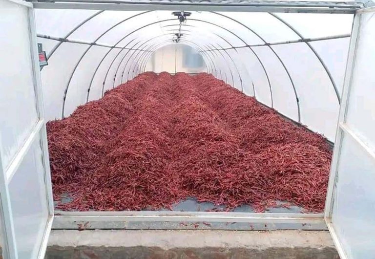 खरगोन की लाल सुर्ख मिर्च यूरोप में हुई निर्यात
