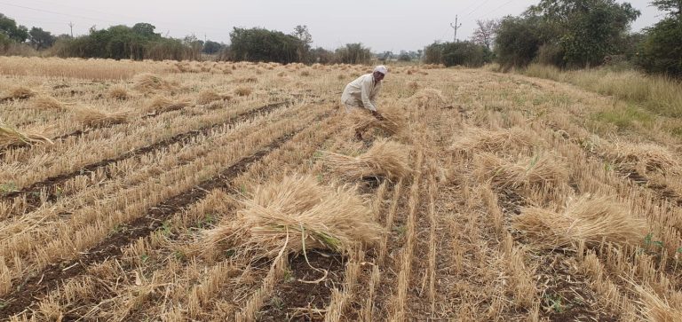बादलो की लुकाछिपी ने बढ़ाई किसानों की चिंता, फसल कटाई में जुटे किसान
