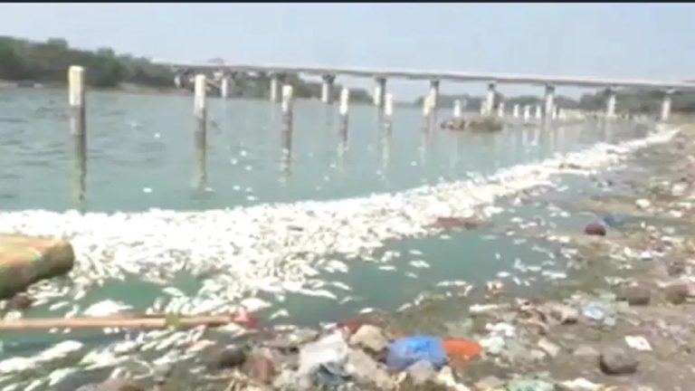 गोदावरी नदी में अचानक लाखों मछलियों की मौत, जांच में जुटा मत्स्य विभाग