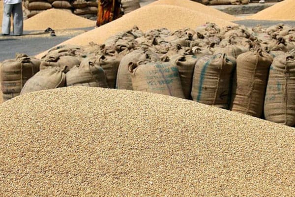2023.24 में गेहूं की बम्पर खरीद, 30 मई तक खरीदा 262लाख मीट्रिक टन गेहूं