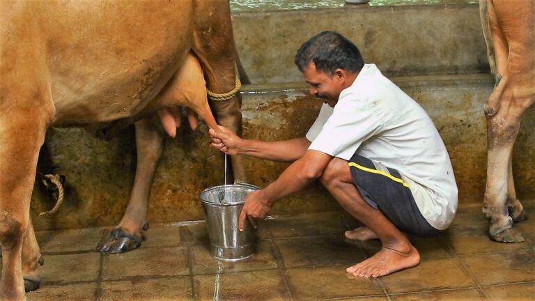 प्रदेश में रोजाना हो रहा 8 लाख लीटर दुग्ध का संकलन: मंत्री पटेल