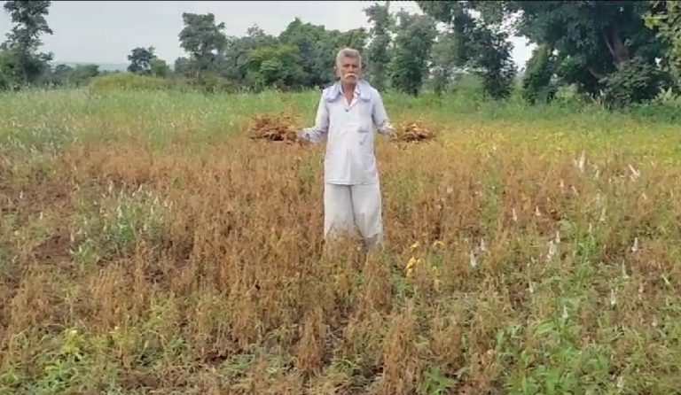 खरगोन में सोयाबीन की फसल मवेशियों का बनी चारा, बारिश की बेरुखी से दम तोड़ती फसल में किसान ने छोड़े मवेशी