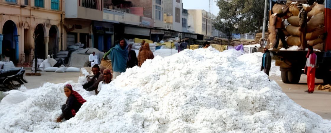 हलधर किसान। प्रदेश की सबसे बड़ी मंडियों में शुमार आनंद नगर स्थित कपास मंडी में चार दिन के त्यौहारी अवकाश के बाद गुरुवार से फिर खरीदी शुरु हुई। हालांकि आवक पर त्यौहारी समय होने के साथ ही कम उत्पादन का असर देखा गया। नवंबर माह में कपास से गुलजार रहने वाली मंडी में 475 वाहन और 20 बैलगाड़ी से सफेद सोना पहुंचा था। मंडी प्रबंधन की मानें तो बीते साल की अपेक्षा कम कपास की आवक इस बार मंडी में हुई है। सीसीआई की खरीद भाव से व्यापारियो के भाव अधिक है।