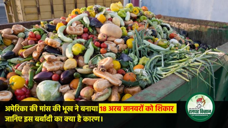 अमेरिका की मांस की भूख ने बनाया 18 अरब जानवरों को शिकार, जानिए इस बर्बादी का क्या है कारण।