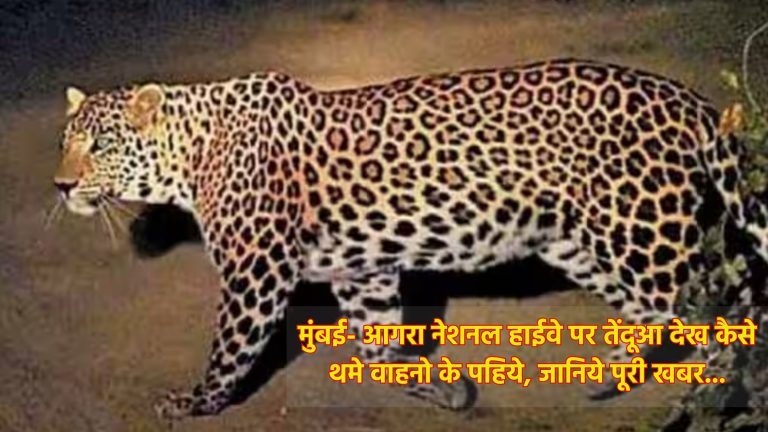 मुंबई- आगरा नेशनल हाईवे पर तेंदूआ देख कैसे थमे वाहनो के पहिये, जानिये पूरी खबर…