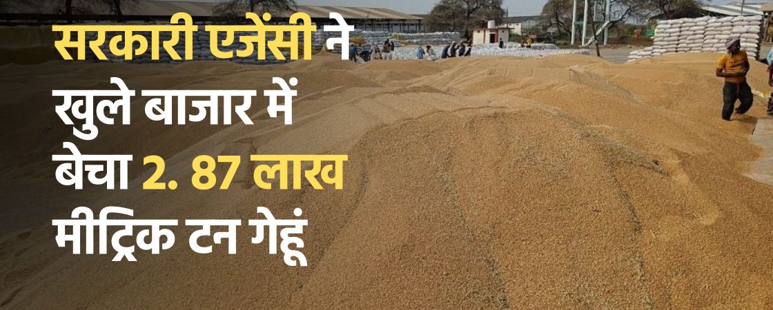 सरकारी एजेंसी ने खुले बाजार में बेचा 2. 87 लाख मीट्रिक टन गेहूं