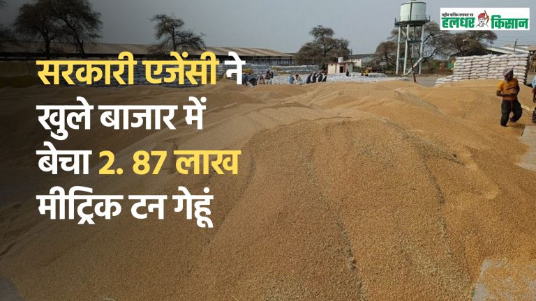 सरकारी एजेंसी ने खुले बाजार में बेचा 2. 87 लाख मीट्रिक टन गेहूं