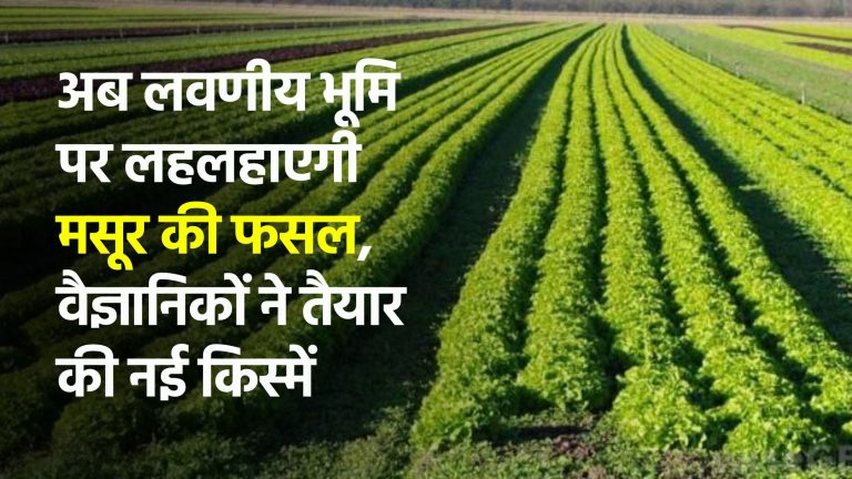 Now lentil crop will flourish on saline land, scientists have prepared new varieties