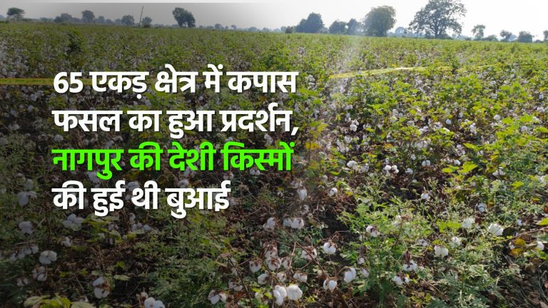 65 एकड़ क्षेत्र में कपास फसल का हुआ प्रदर्शन, नागपुर की देशी किस्मों की हुई थी बुआई 
