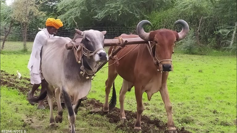 रबी सीजन