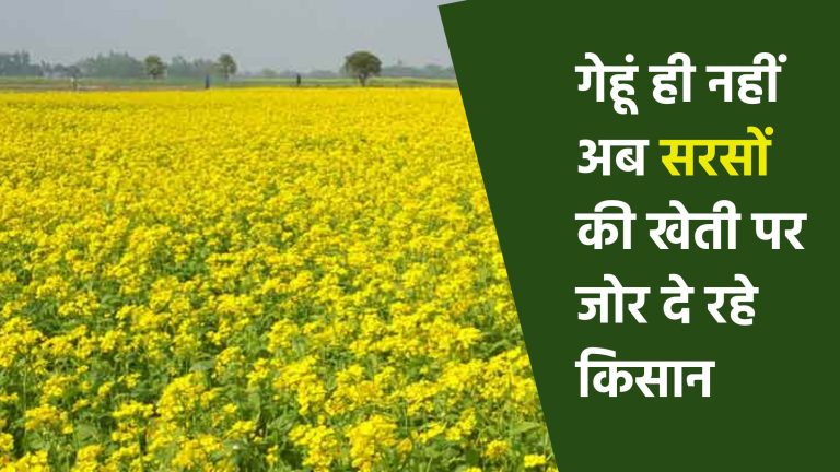 गेहू ही नही अब सरसों की खेती पर जोर दे रहे किसान