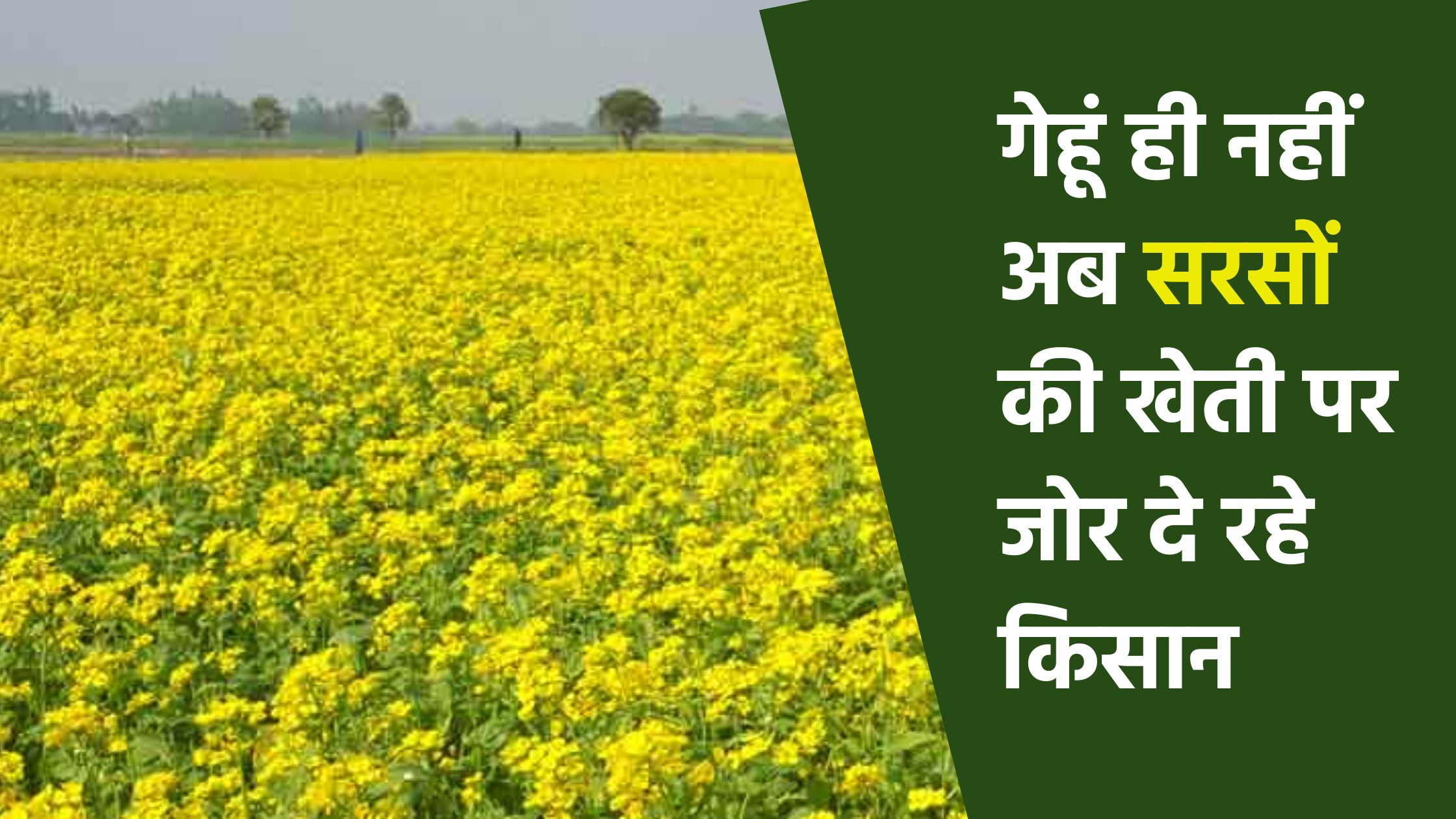 गेहूं ही नहीं अब सरसों की खेती पर जोर दे रहे किसान