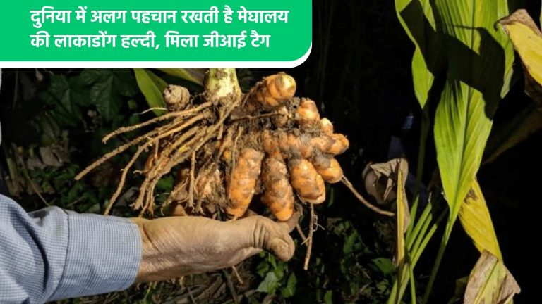 दुनिया में अलग पहचान रखती है मेघालय की लाकाडोंग हल्दी, मिला जीआई टैग 