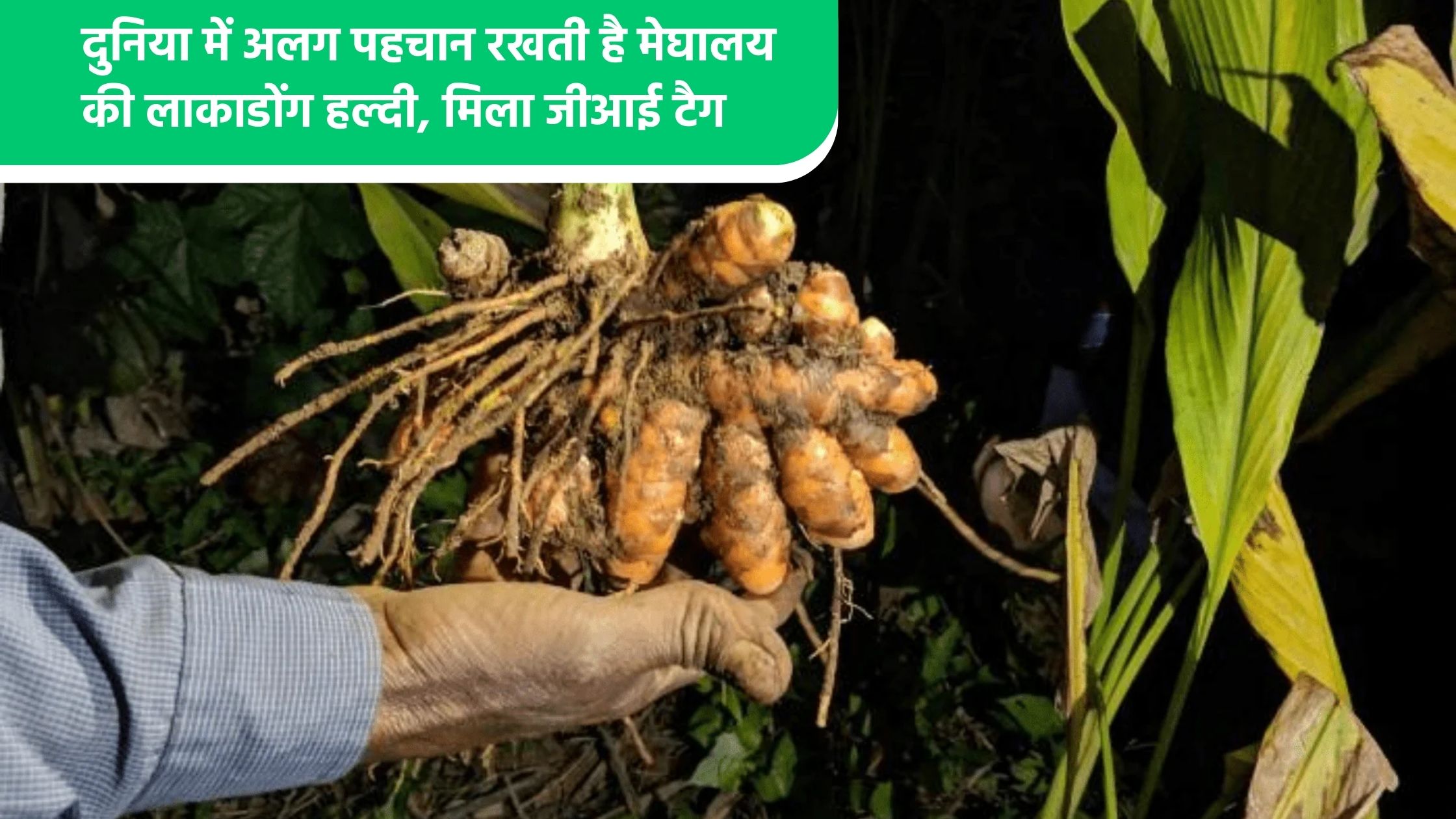 दुनिया में अलग पहचान रखती है मेघालय की लाकाडोंग हल्दी, मिला जीआई टैग 