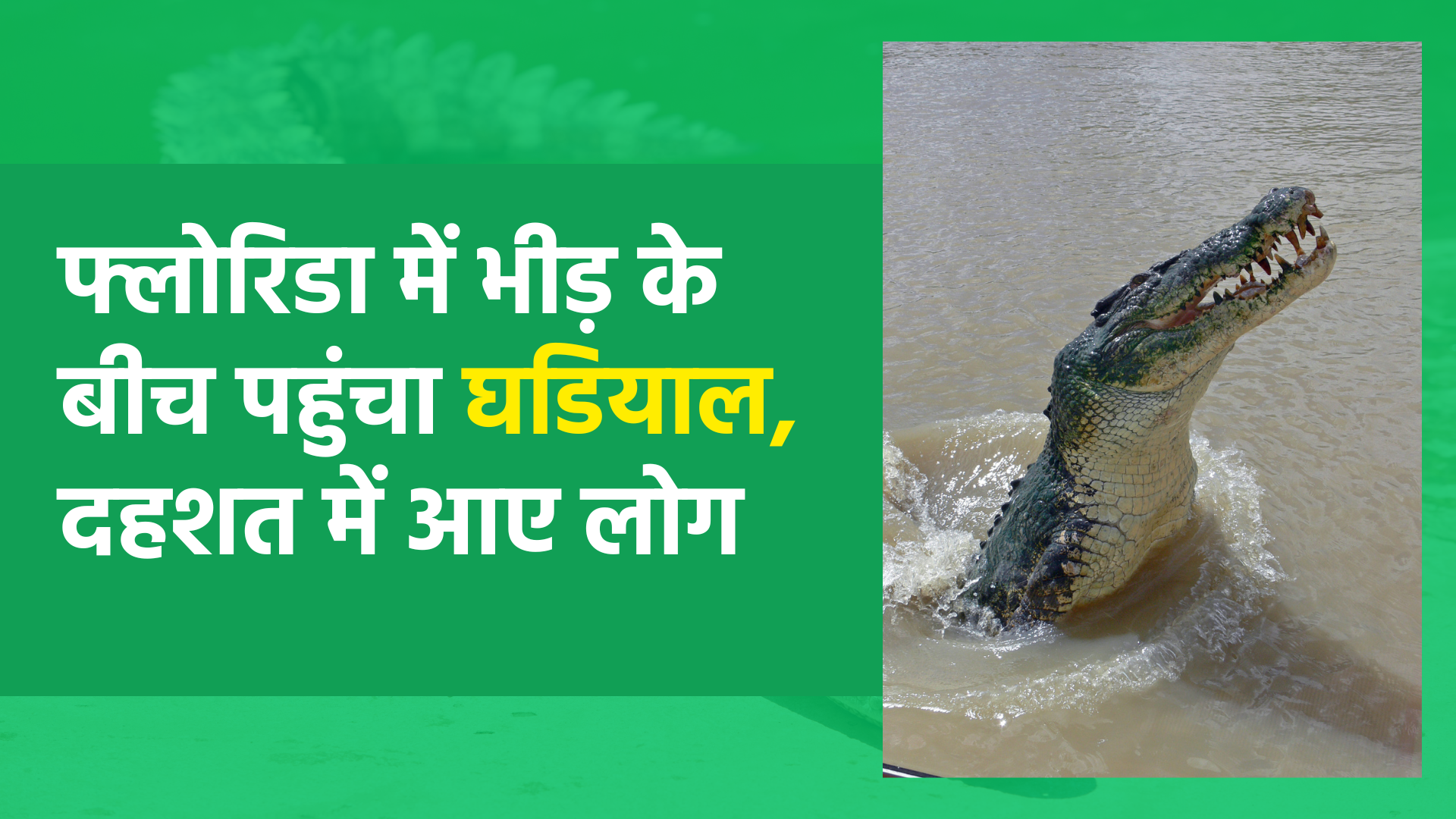 फ्लोरिडा में भीड़ के बीच पहुंचा घडियाल, दहशत में आए लोग