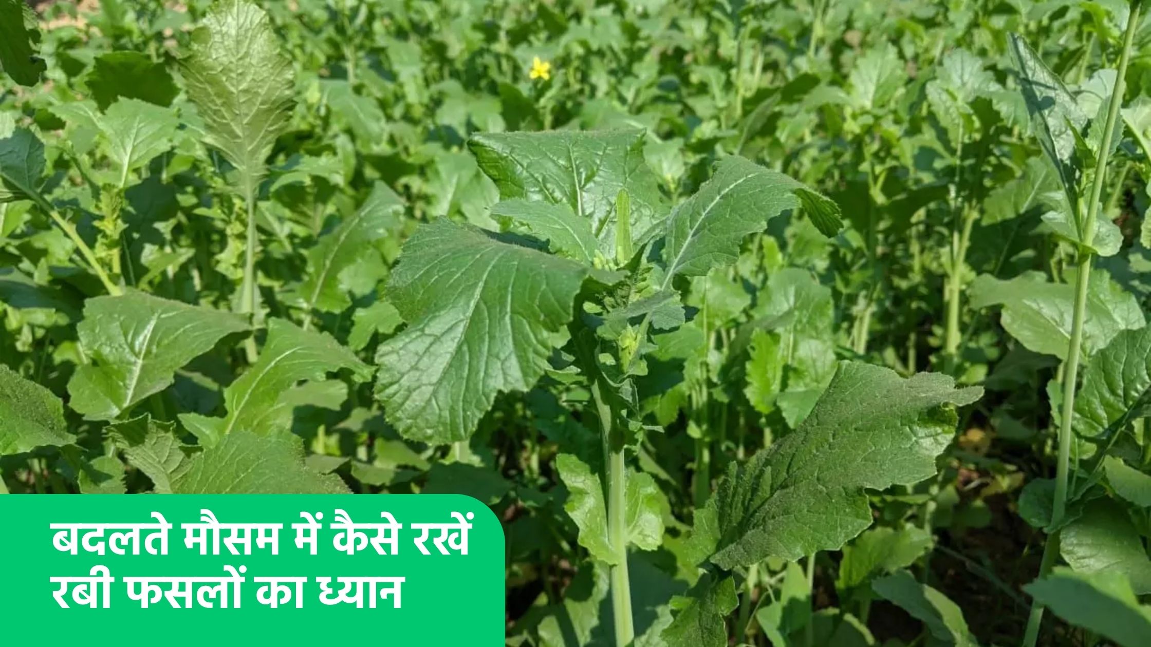 बदलते मौसम में कैसे रखें रबी फसलों का ध्यान,