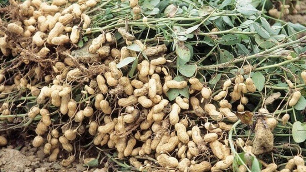 मूंगफली की खुदाई 1
