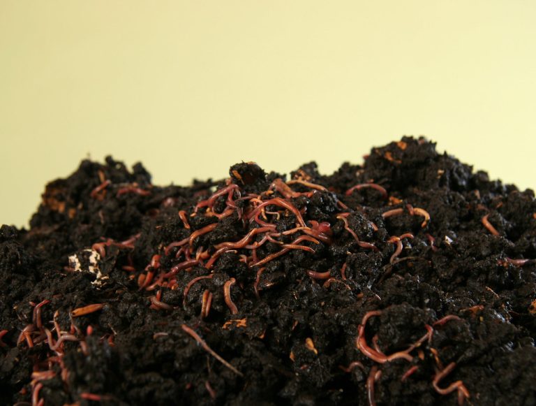 Compost with earthworms: जानिए कैसे खेतों की मिट्टी को उपजाऊ बनाते हैं केंचुए
