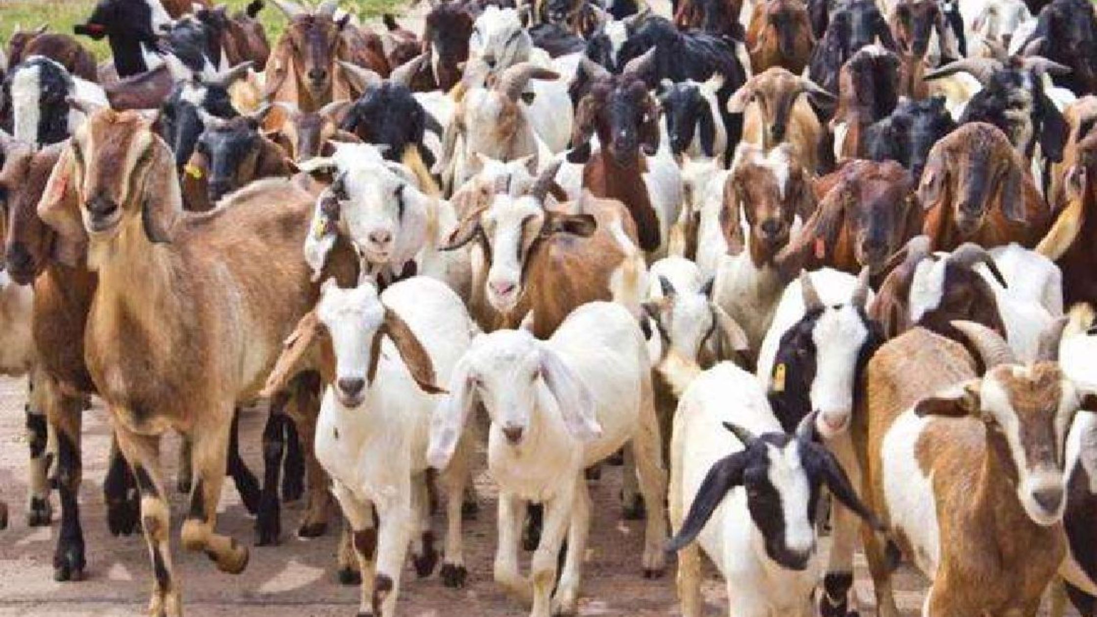 अब भेड़, बकरी, सुअर और मुर्गी पालन करें और पाएं 50% सब्सिडी! इससे न केवल आपकी आमदनी बढ़ेगी, बल्कि यह भी आपके लिए एक बड़ा मौका हो सकता है।