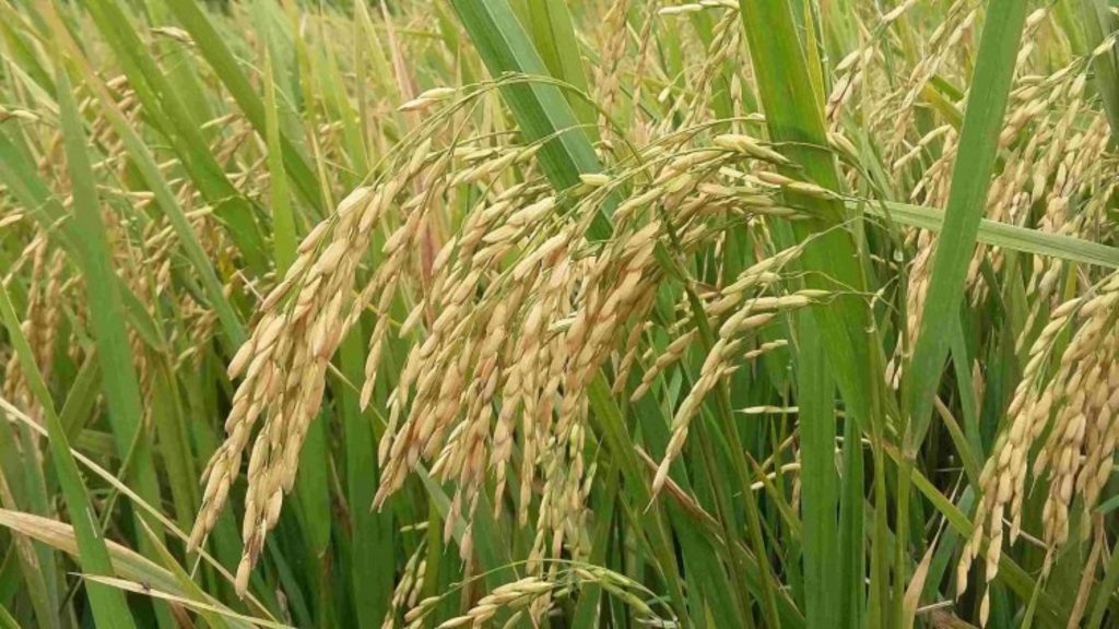 kharif crops