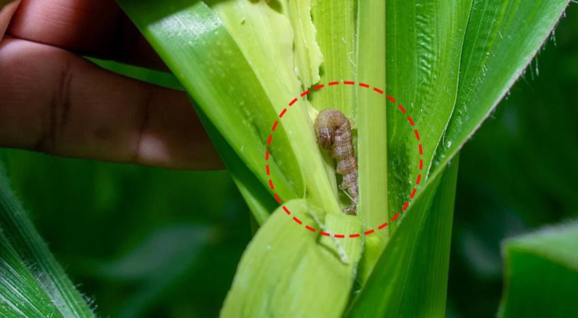 most damage-to-the-maize-crop-1
