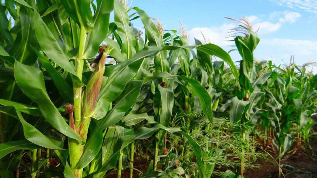 symptoms and prevention measures