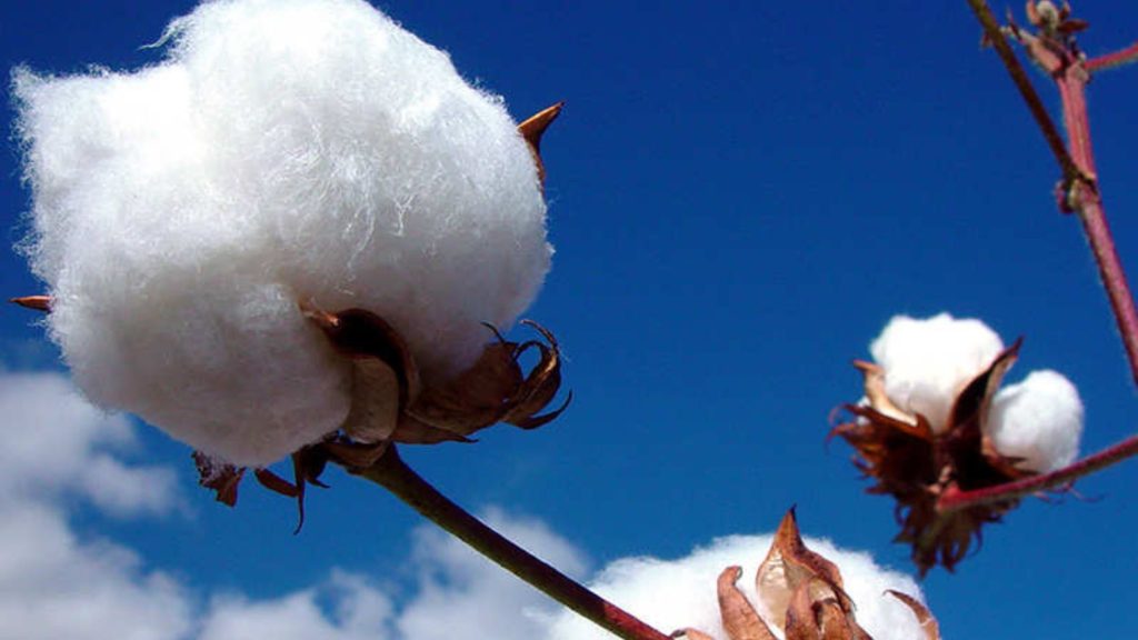 कपास फसल में फूल आने पर ऐसे करें देखभाल1