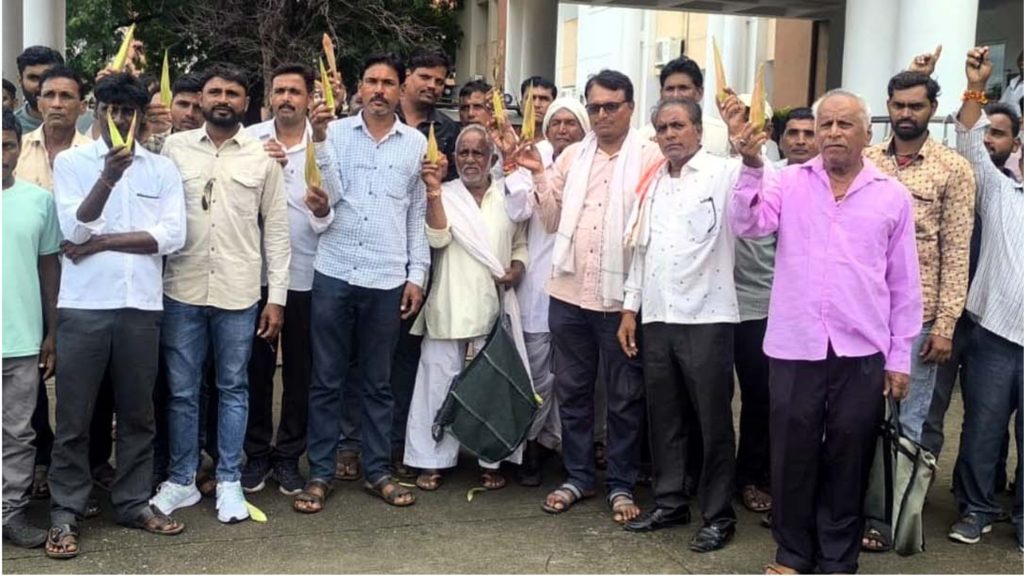 टूटी कपास से आस: भोपाडा के किसानों ने लगाया नकली कपास बीच बेचने का आरोप 2 cotton 1