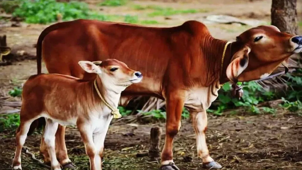 चुनाव से पहले गाय को मिला राज्यमाता का दर्जा, महाराष्ट की शिंदे सरकार ने लिया फैसला 2 चुनाव से पहले गाय को मिला राज्यमाता का दर्जा