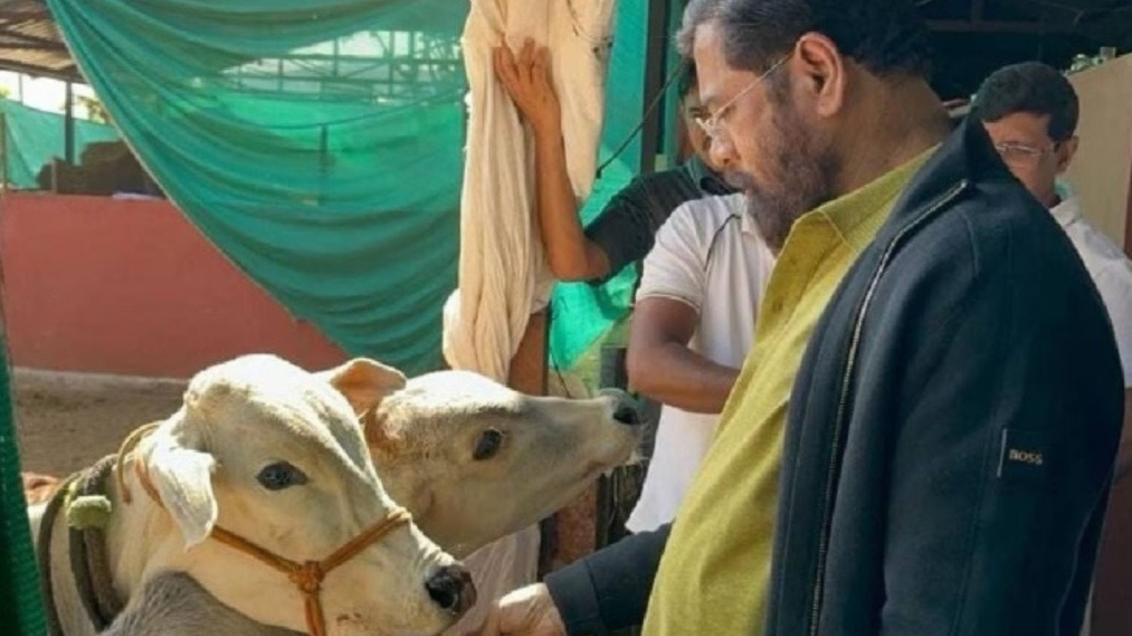 चुनाव से पहले गाय को मिला राज्यमाता का दर्जा