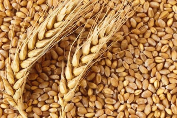 केंद्र सरकार ने रबी फसलों का एमएसपी बढ़ाया