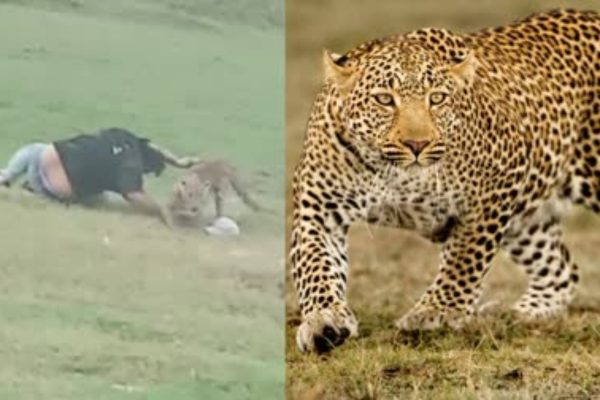 पिकनिक मना रहे लोगों पर घात लगाए