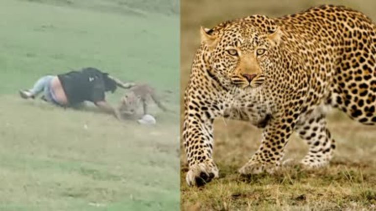 पिकनिक मना रहे लोगों पर घात लगाए