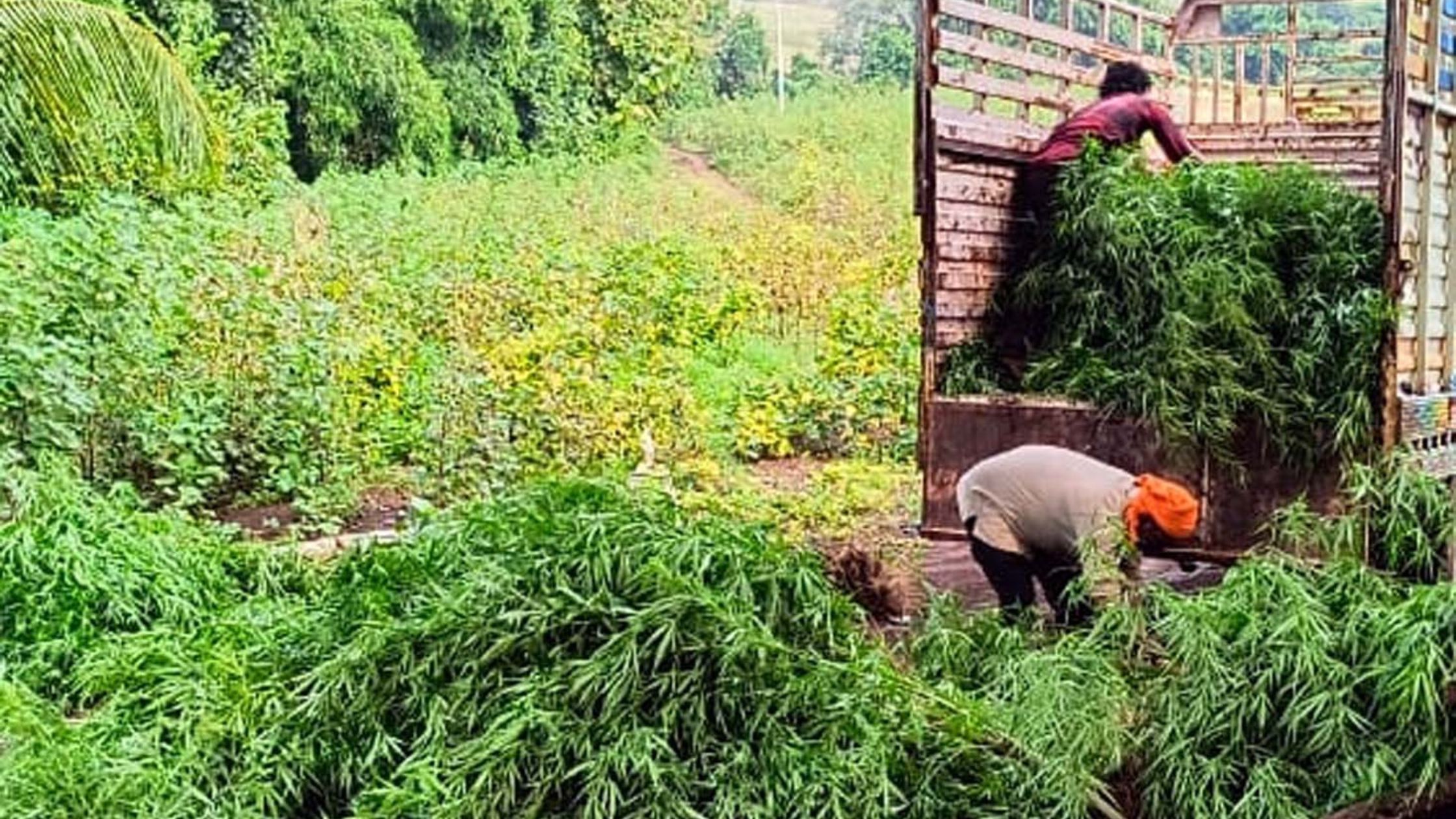 शेडो एरिया के खेत में हो रही थी गांजे की खेती