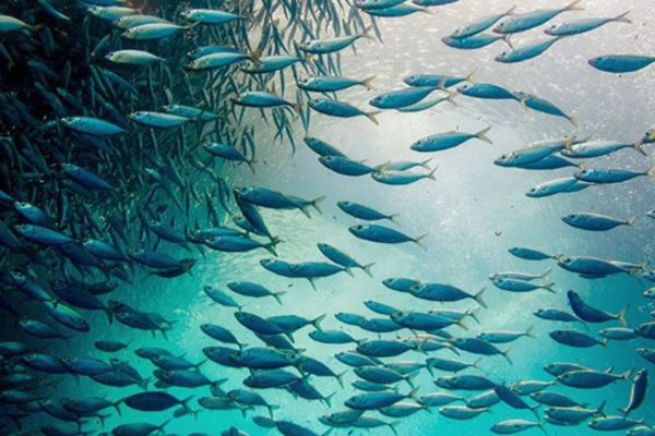 आज अंडमान और निकोबार द्वीप पर होगा निवेशक सम्मेलन