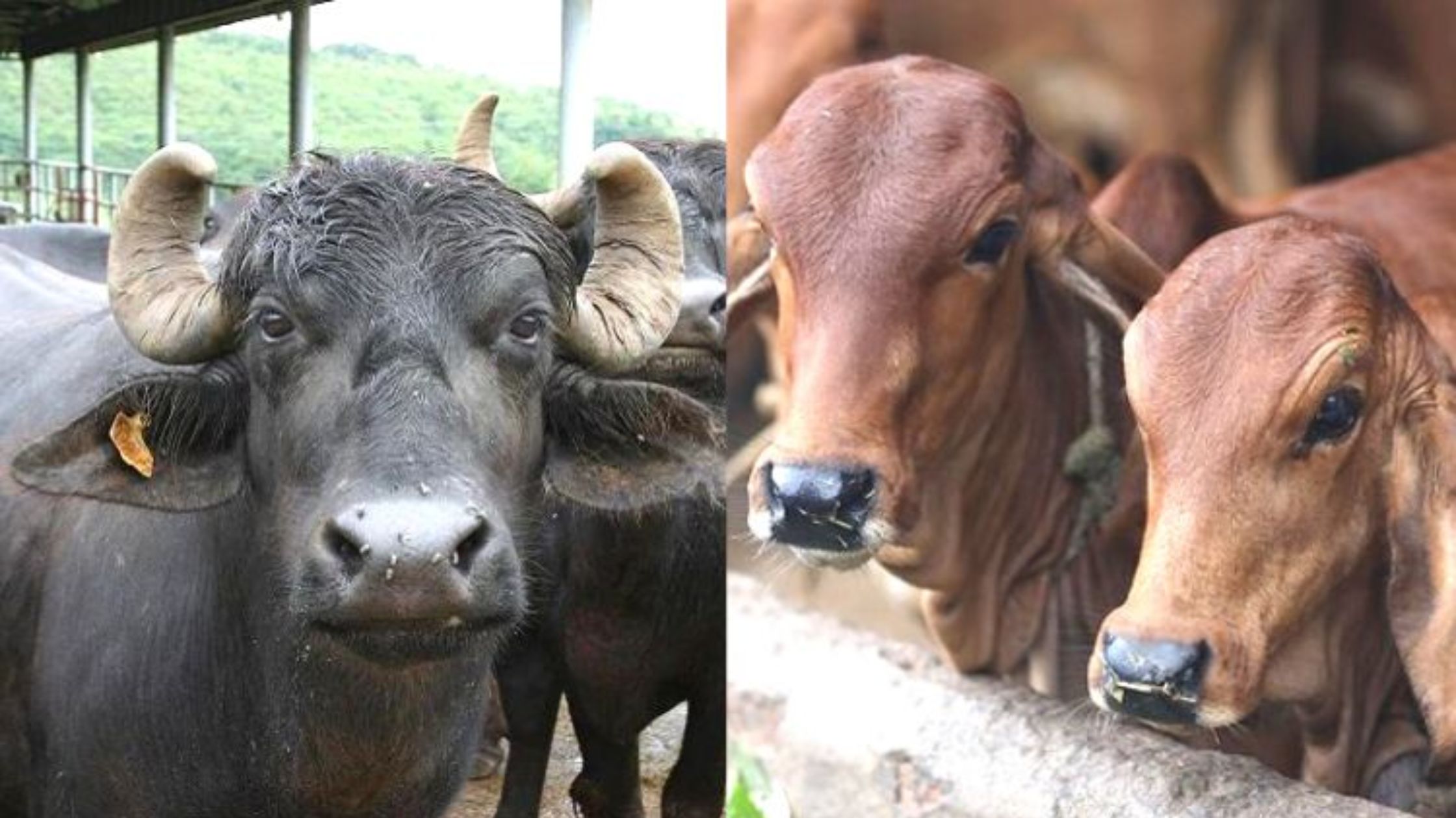 नई नस्ल की गाय भैंस हो रहीं तैयार दोगुना देंगी दूध