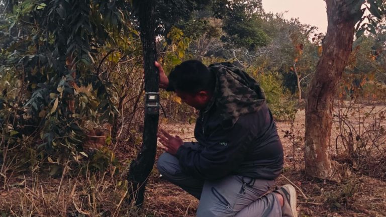 बाँधवगढ़ टाइगर रिजर्व में कैमरों की मदद से की जा रही बाघ, तेंदुआ और सहभक्षी वन्य-प्राणियों की गणना