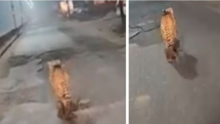 कूनो नेशनल पार्क से निकला चीता, सडकों पर लगाई दौड, सीसीटीवी कैमरे मे हुआ कैद