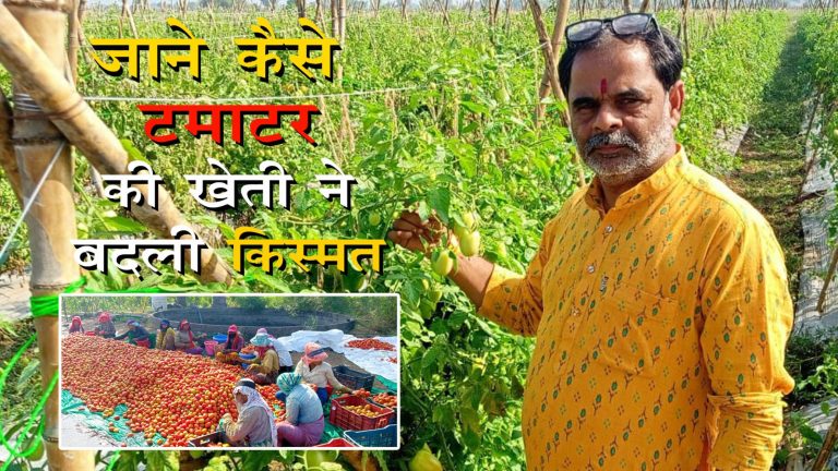 टमाटर की खेती से हो रही लाखों की आमदनी
