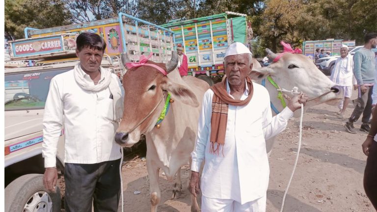 निमाड़ी नस्ल के बैलों की मांग बरकरार, खरीदी में लाखों खर्च कर रहे किसान