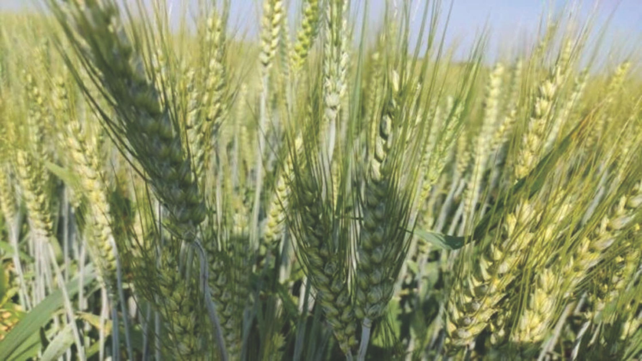 Adopted the variety of wheat prepared at the farmhouse bumper production is happening