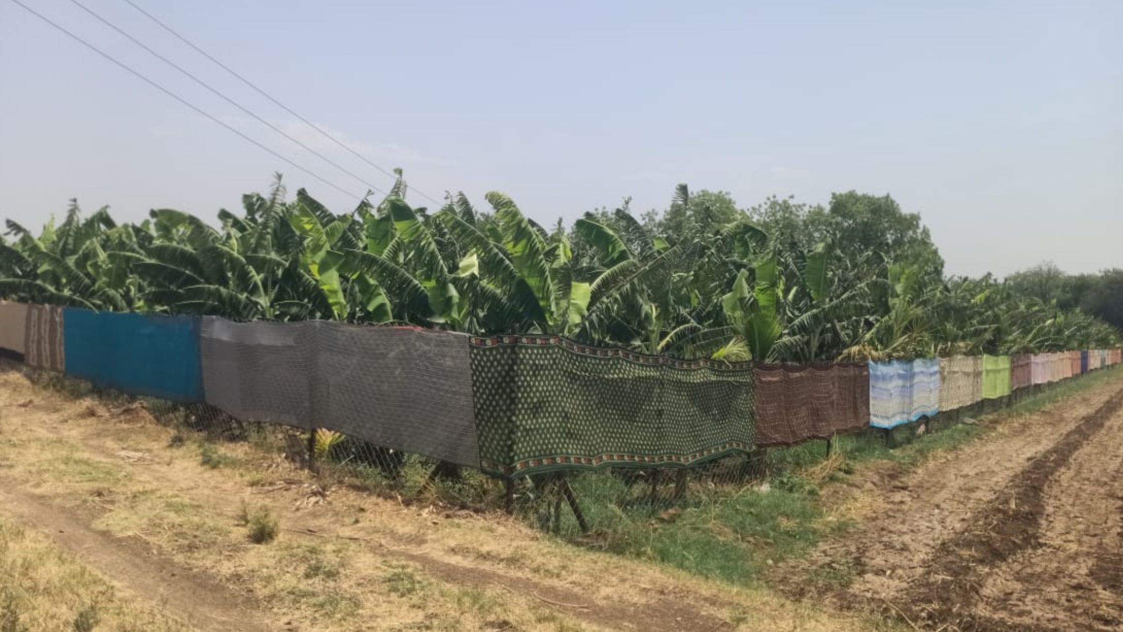 Desi Jugaad Protecting crops from sunlight by using sarees and crop covers in the fields