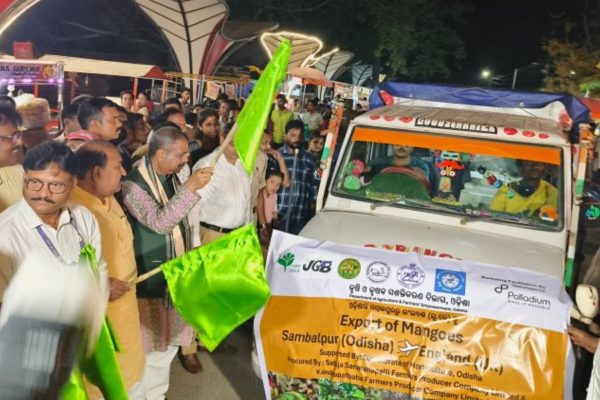 Three consignments of mangoes from Odisha reached England and Dubai in a single day