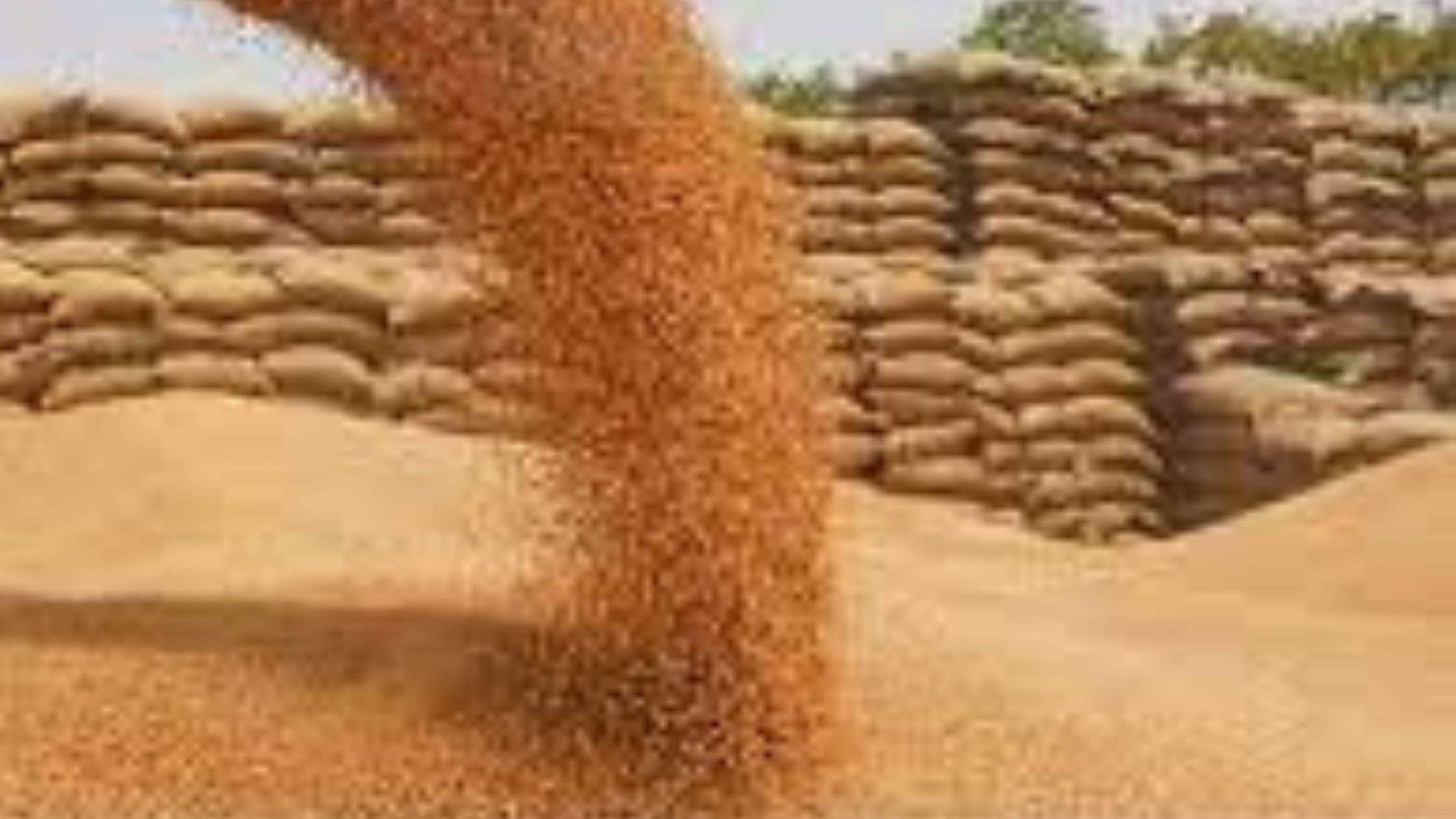 मप्र में 7 लाख 81 हजार 389 किसानों ने एमएसपी पर बेची उपज खरीदा 67 लाख 92 हजार 890 मीट्रिक टन गेहूं