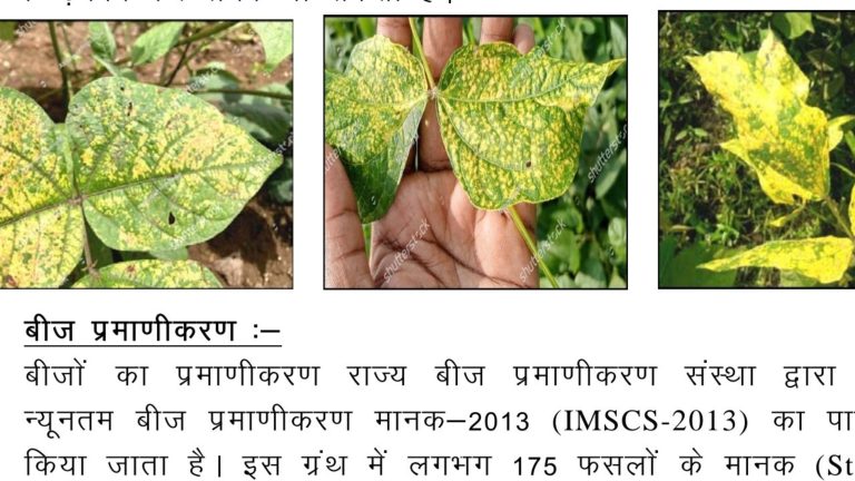 बीज कानून पाठशाला:24 “मूंग में पीलिया रोग के लिये उत्पादक उत्तरदायी नहीं”