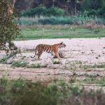 Balaghat gets a new boon for biodiversity conservation Sonwani forest will become a conservation reserve