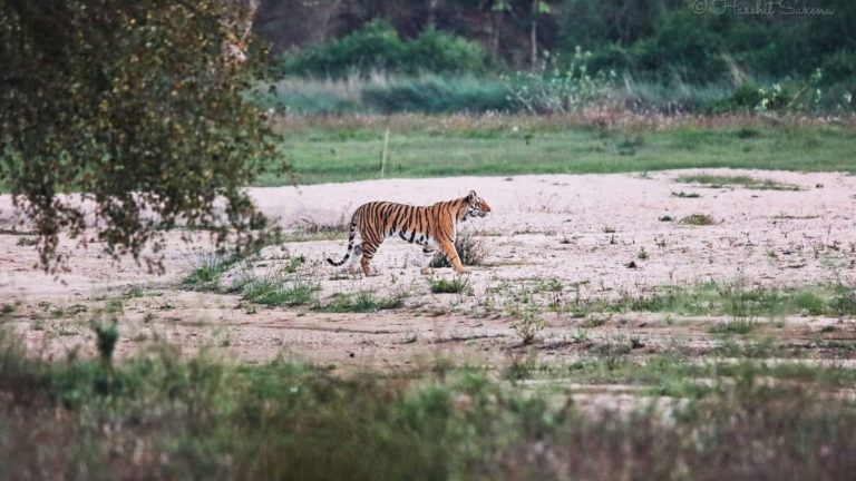 बालाघाट को मिला जैव विविधता संरक्षण का नया वरदान: सोनेवानी जंगल बनेगा कंजर्वेशन रिजर्व 🌳
