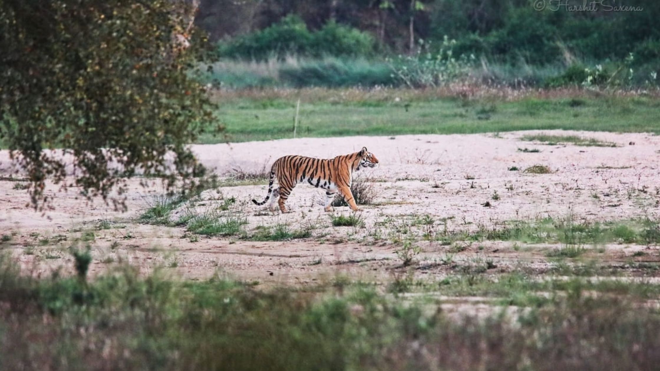 Balaghat gets a new boon for biodiversity conservation Sonwani forest will become a conservation reserve