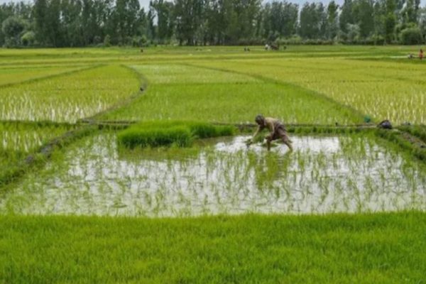 Kharif Sowing 2025 Sowing is gaining momentum across the country so far crops have been sown in 89.29 lakh hectare area