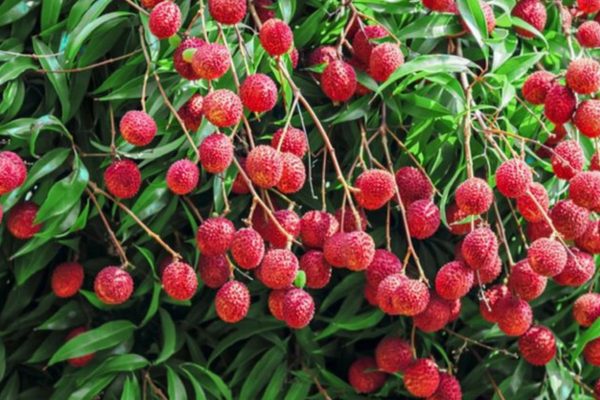 Punjabs litchi exported to Dubai first consignment reached Doha Qatar